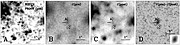 Pre- and post-explosion images of the site of SN 2003gd