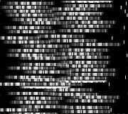 GMOS spectra in the GCLASS survey