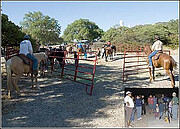 Horses & Stars At Kitt Peak