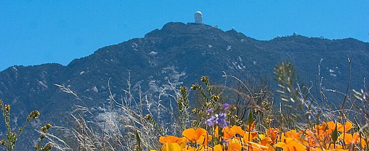 Wildflowers at the Base of Kitt Peak