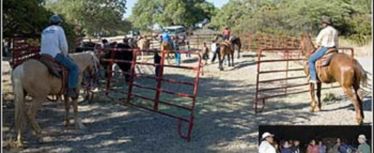 Horses & Stars At Kitt Peak