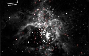 Binary Stars Abound in 30 Doradus Cluster