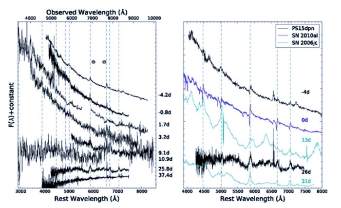 Spectra of PS15dpn from the combined GMOS, PESSTO and SNIFS campaign